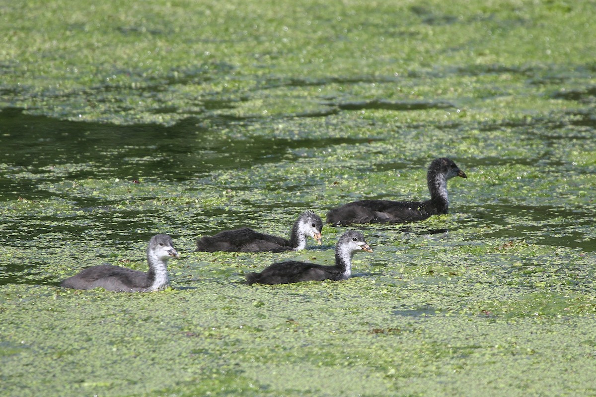 Eurasian Coot - ML587166111