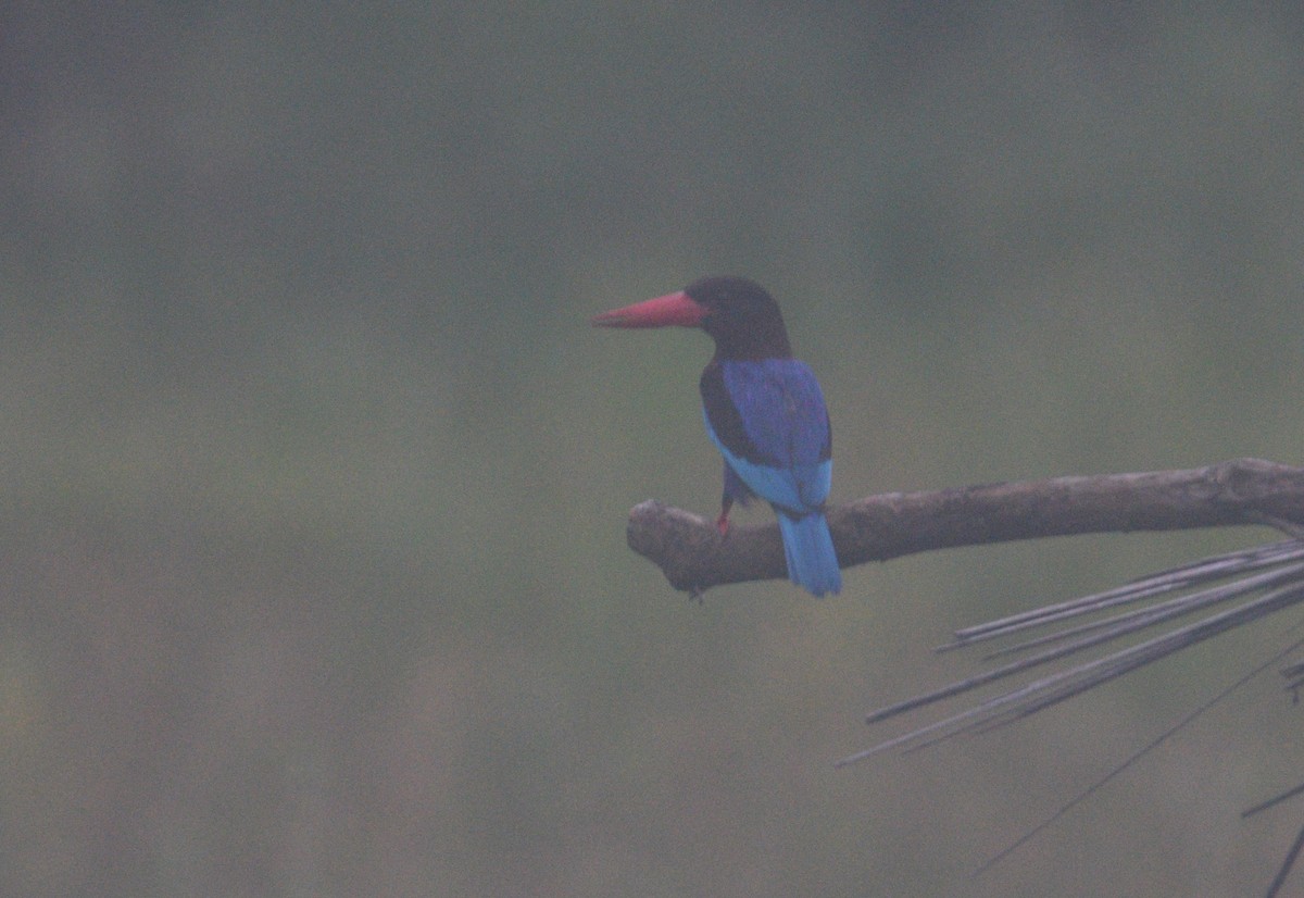 Javan Kingfisher - ML587167131