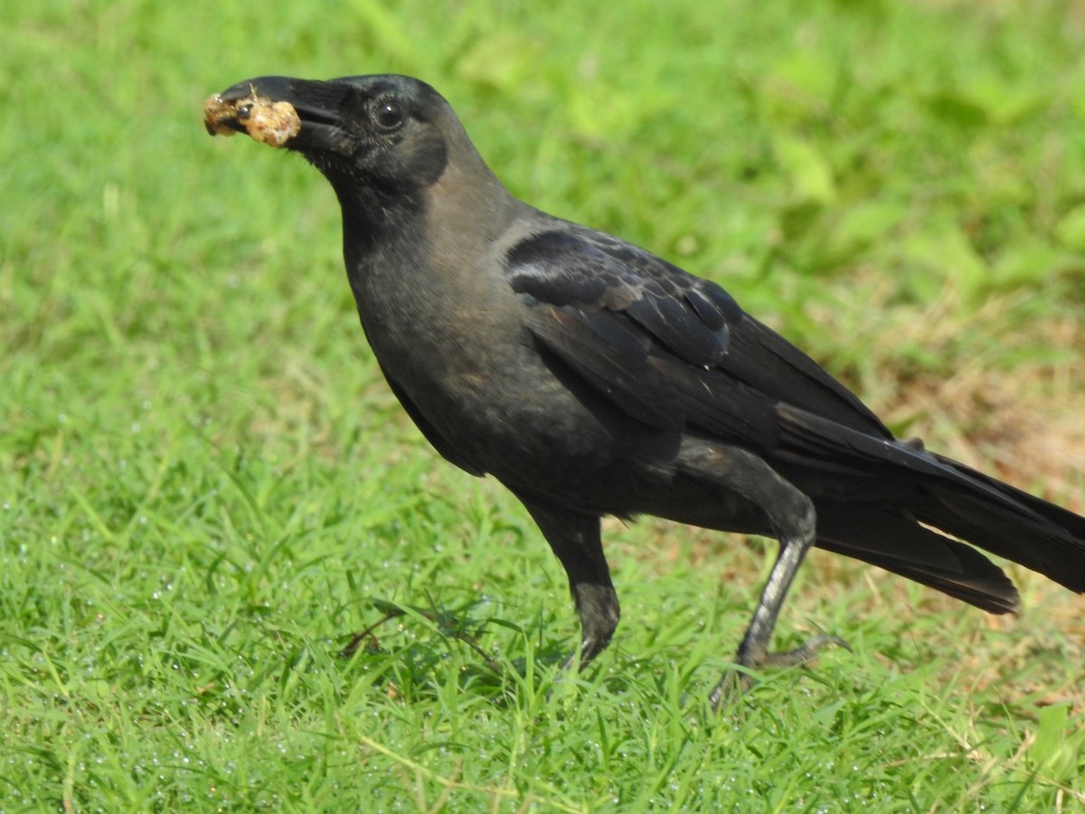 Large-billed Crow - ML587167201