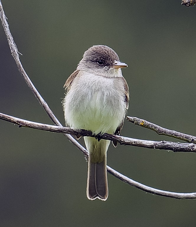 Willow Flycatcher - ML587167621