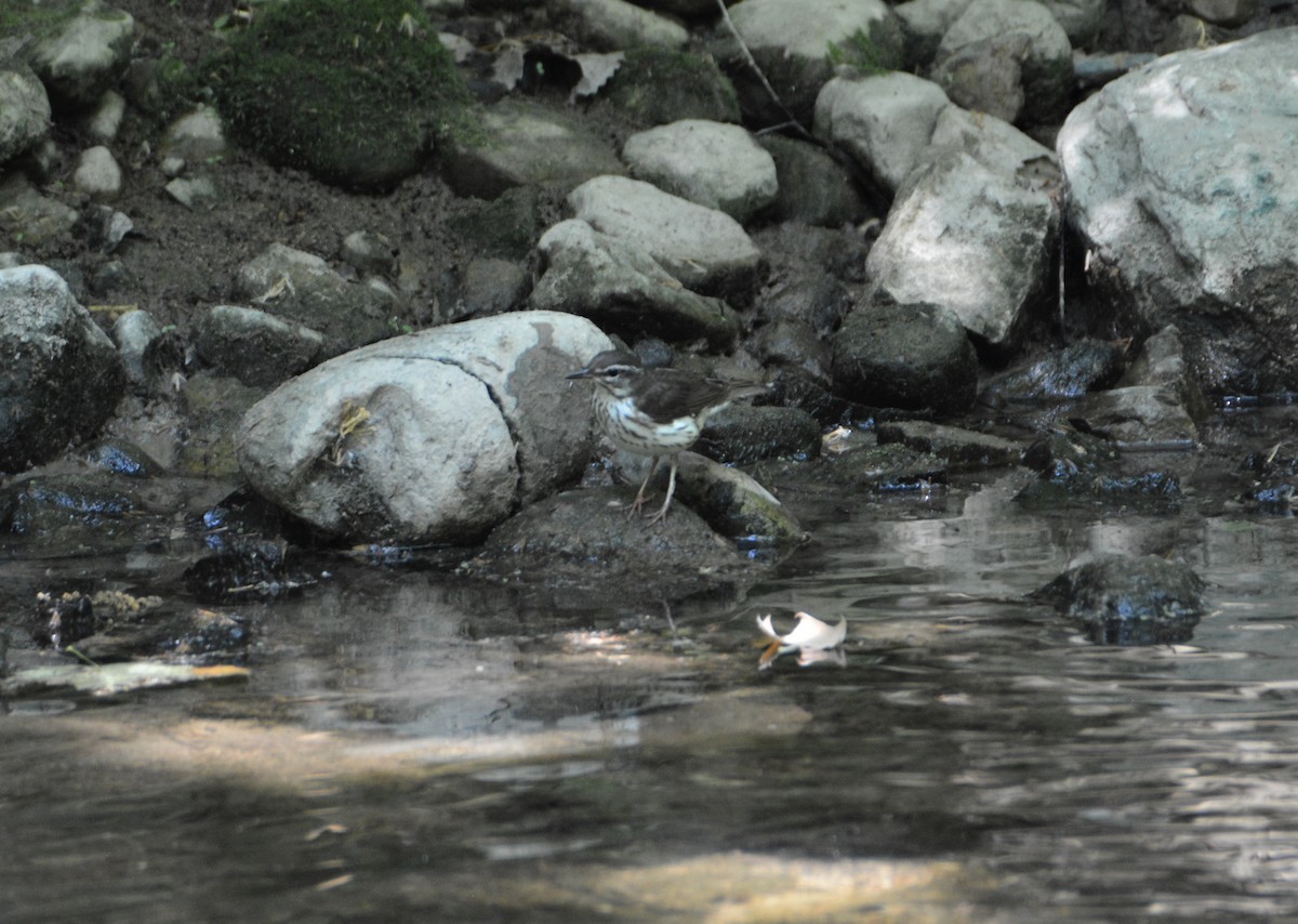 Louisiana Waterthrush - "Chia" Cory Chiappone ⚡️