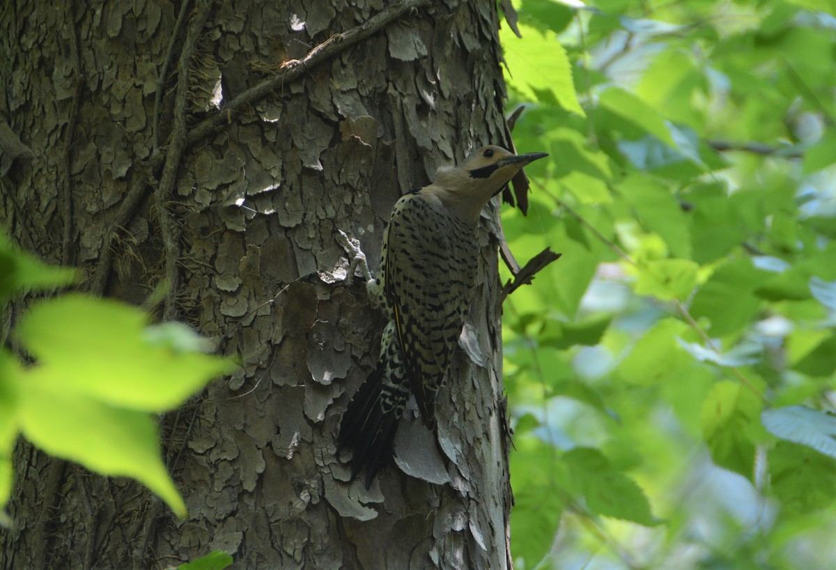 Northern Flicker (Yellow-shafted) - "Chia" Cory Chiappone ⚡️