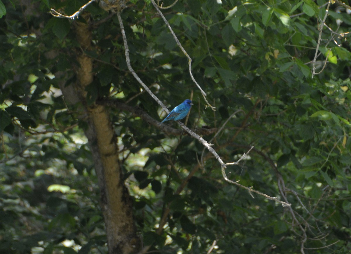 Indigo Bunting - ML587167821