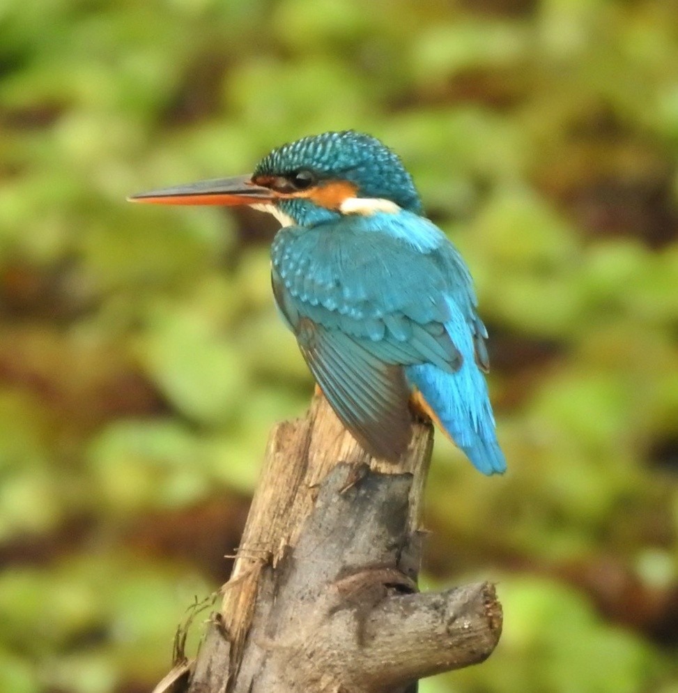 Common Kingfisher - ML587167831