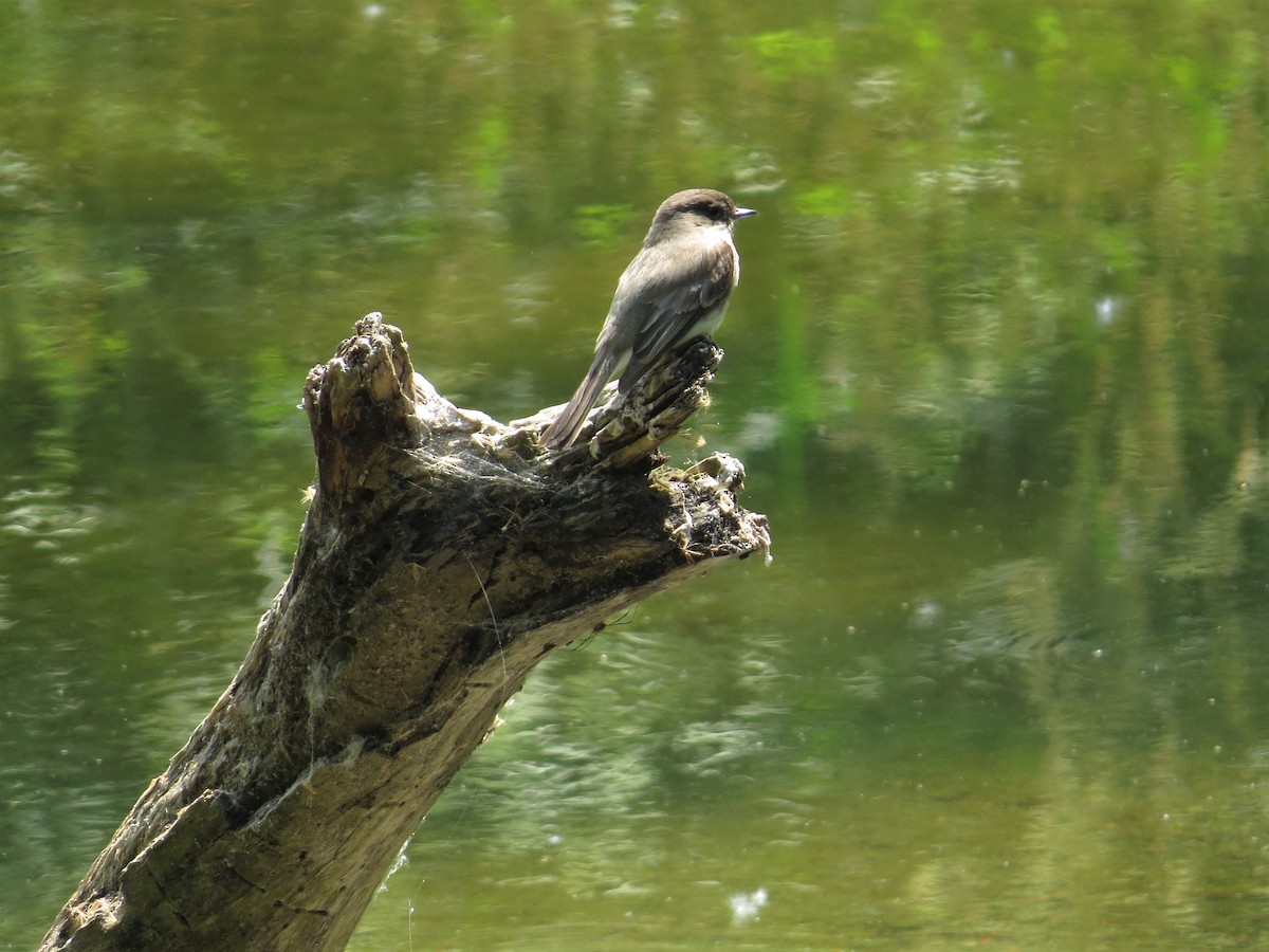 Eastern Phoebe - ML587167881