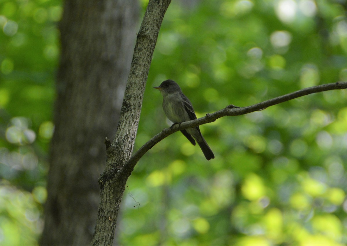 Eastern Wood-Pewee - ML587167941