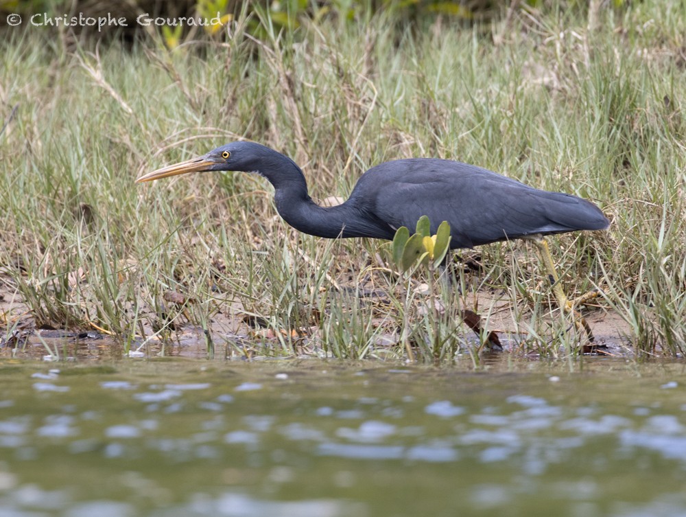 Pacific Reef-Heron - Christophe Gouraud