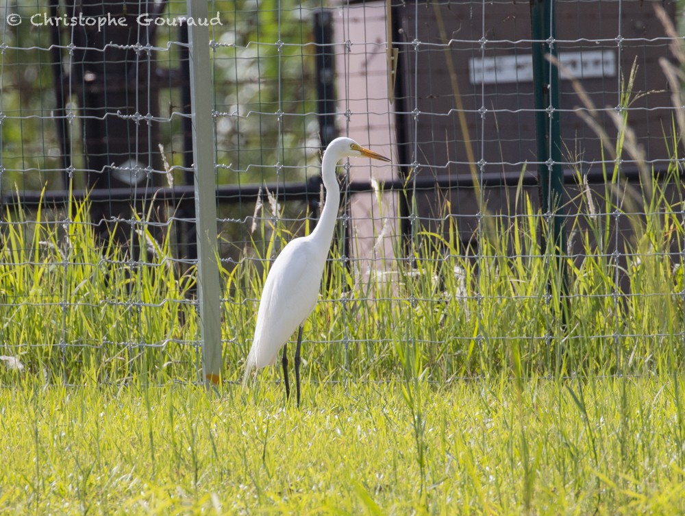 Medium Egret - ML587169071