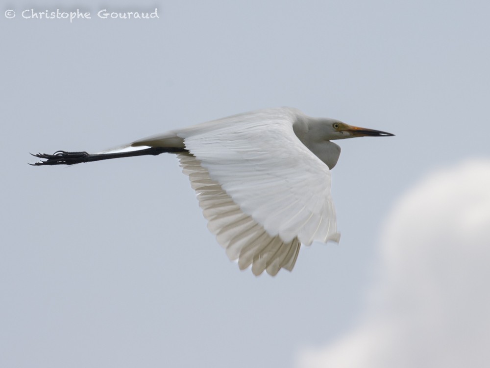 Medium Egret - ML587169081