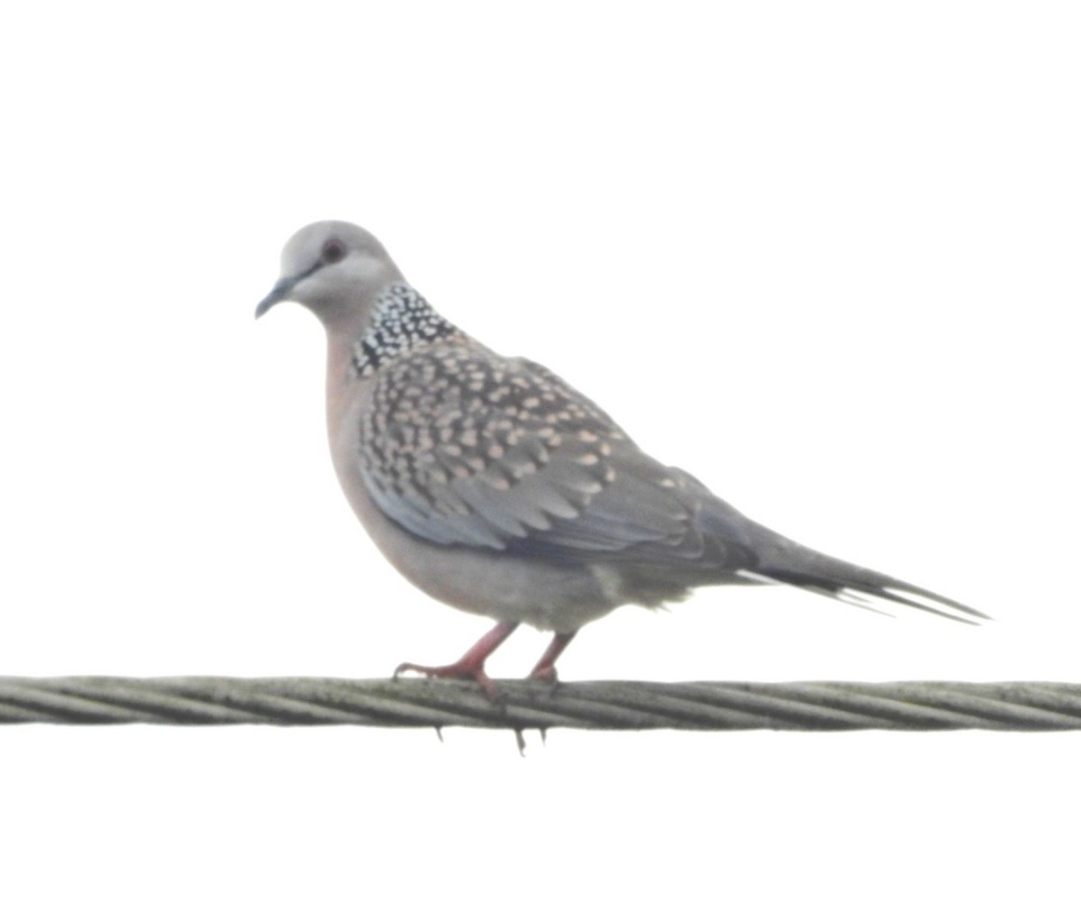 Spotted Dove - ML587169111