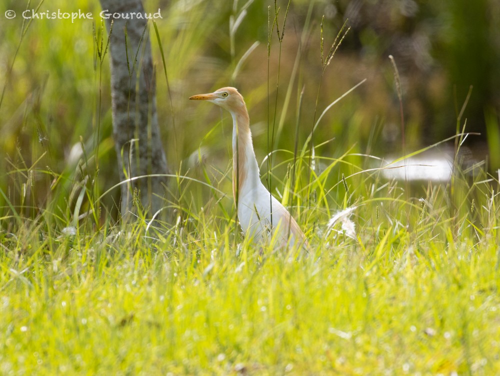 Eastern Cattle Egret - ML587169201