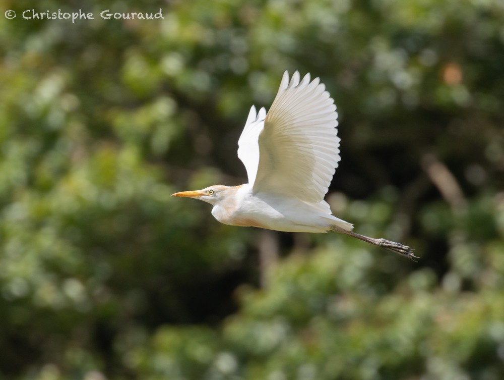 Eastern Cattle Egret - ML587169211