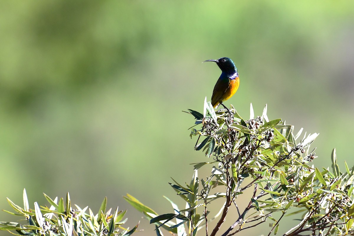 Goldbrust-Nektarvogel - ML587169441