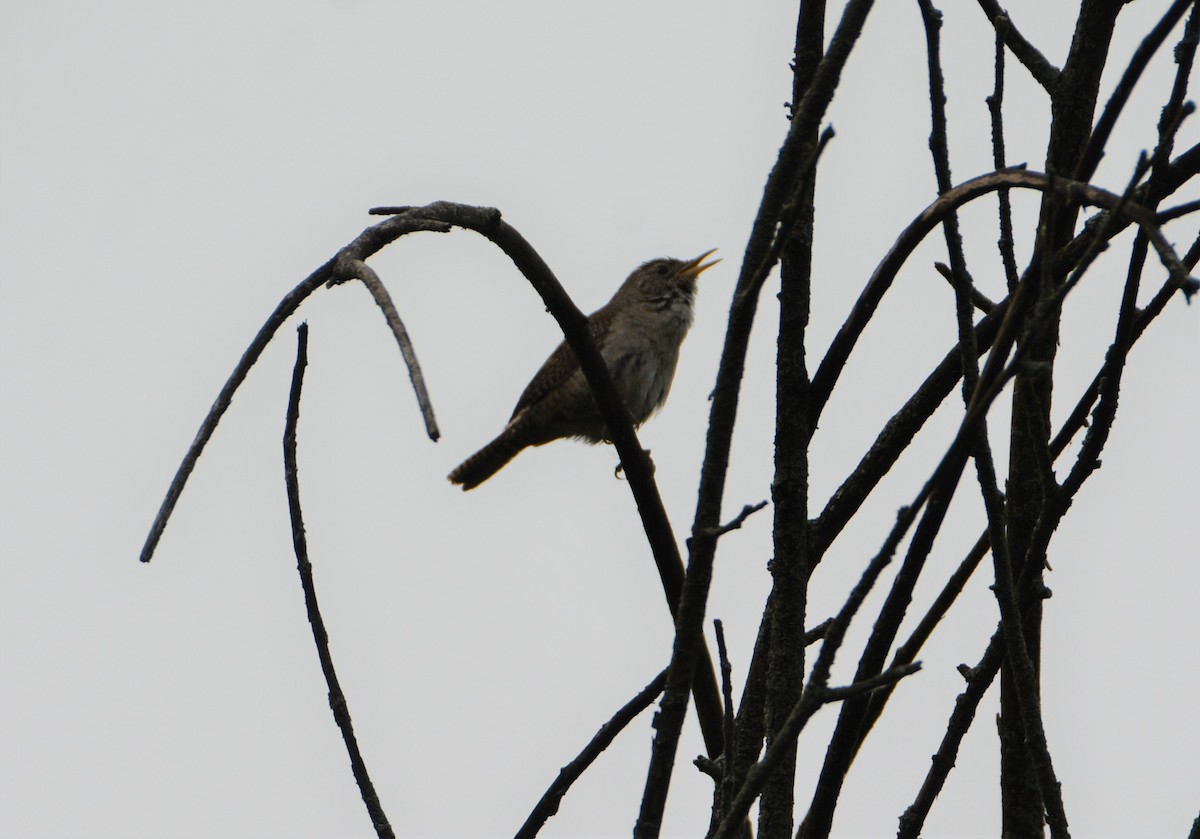 House Wren - "Chia" Cory Chiappone ⚡️