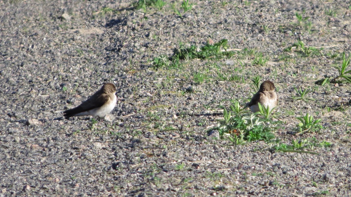 Northern Rough-winged Swallow - David and Regan Goodyear