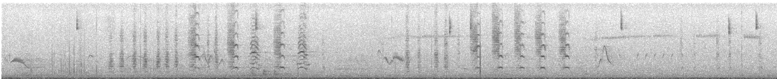 Chara de Steller (grupo diademata) - ML587170041