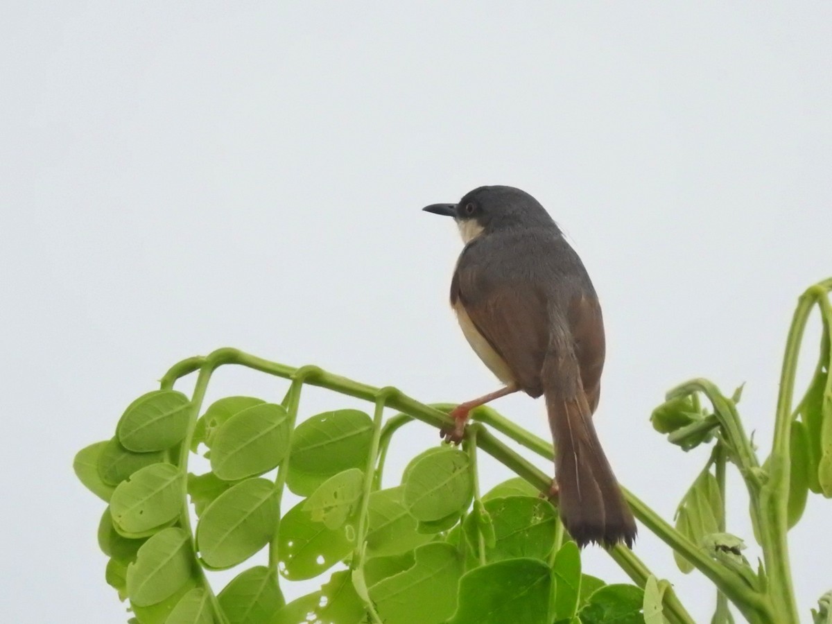 Ashy Prinia - ML587170331