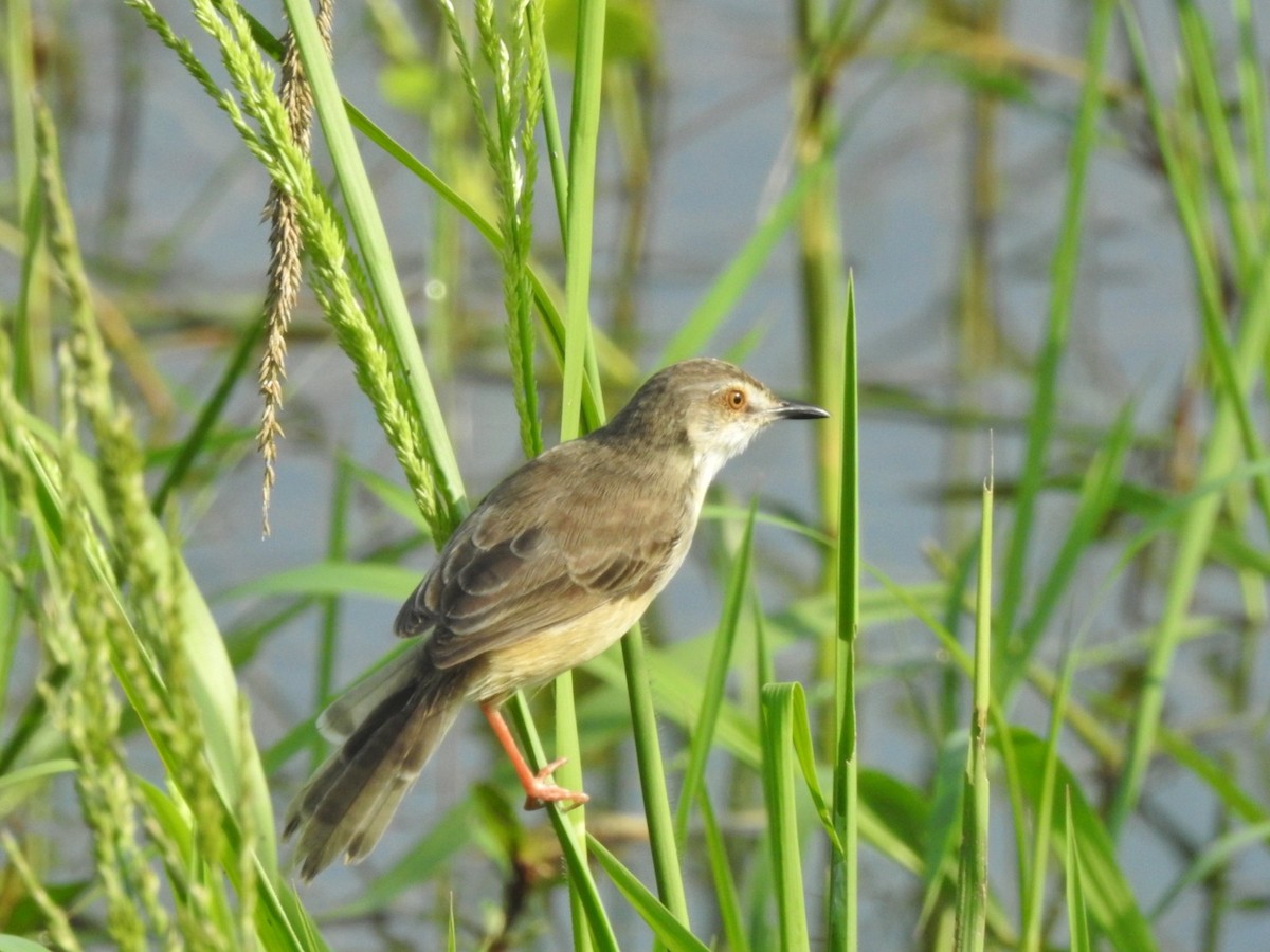 Plain Prinia - ML587170491