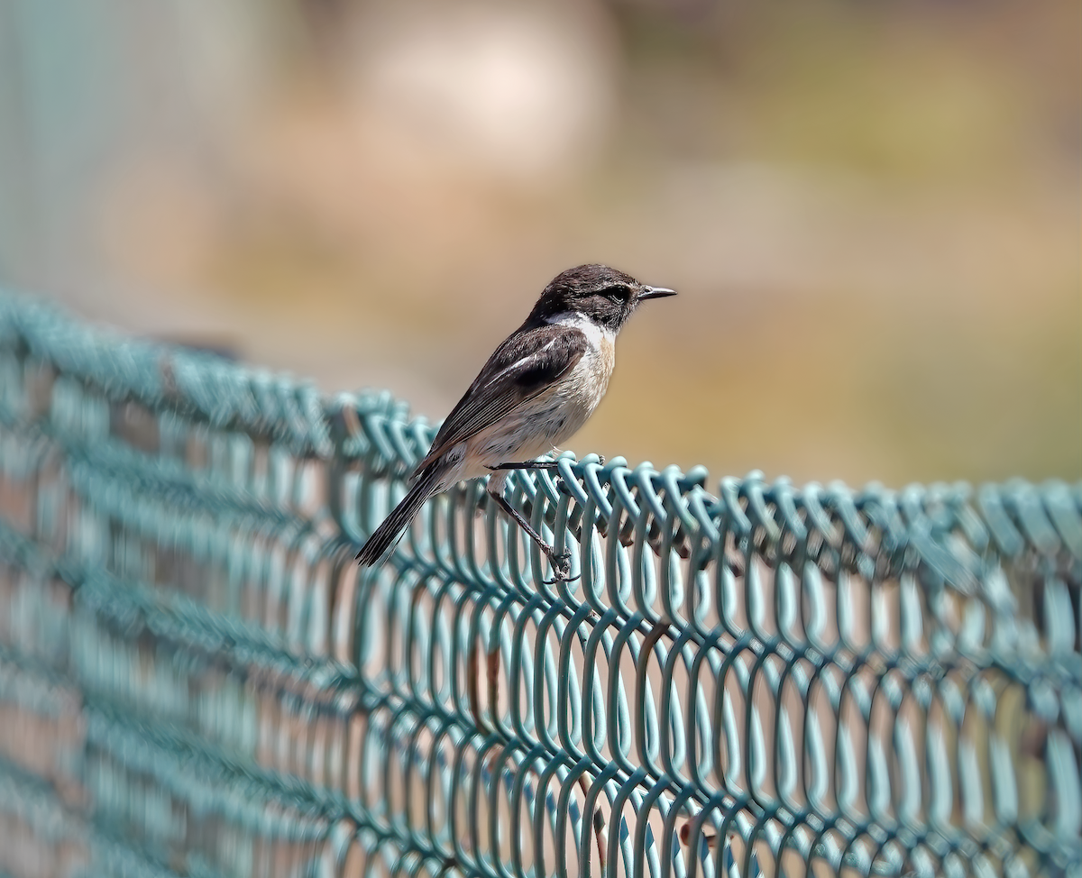 Fuerteventura Stonechat - ML587170811