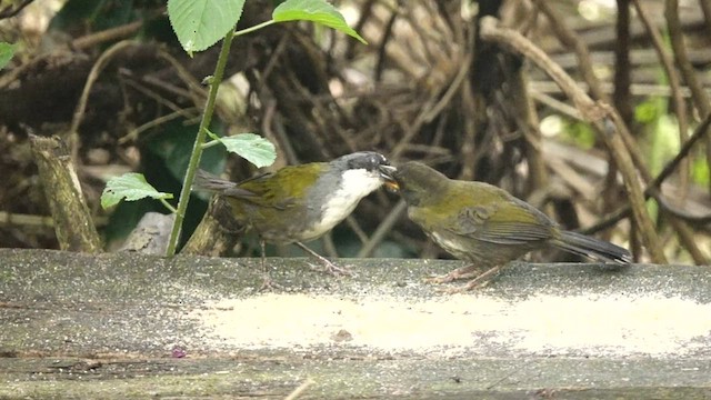 Gray-browed Brushfinch - ML587170961