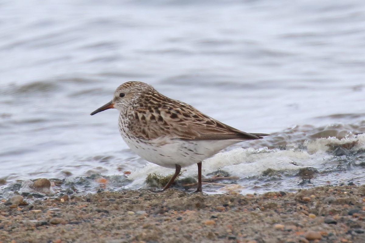 Weißbürzel-Strandläufer - ML587172281