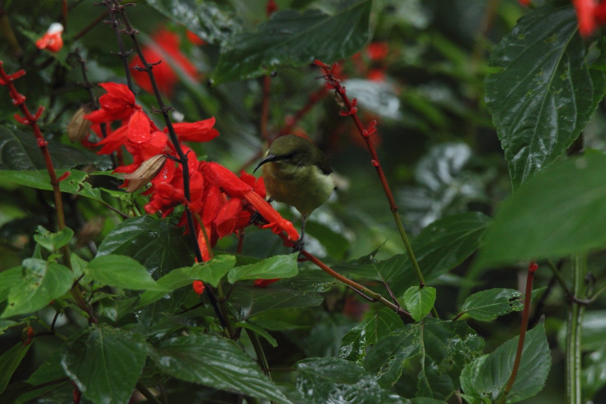 Crimson-backed Sunbird - ML587172411