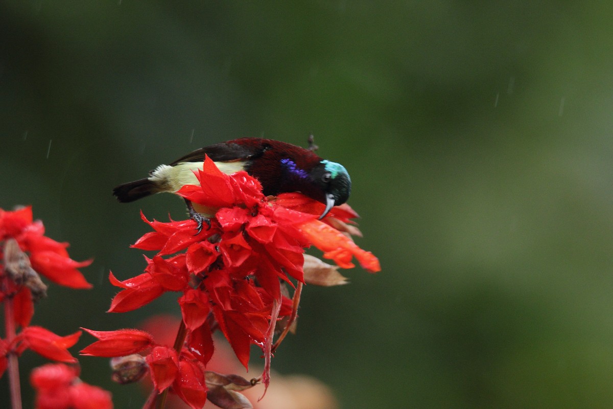 Crimson-backed Sunbird - ML587172421