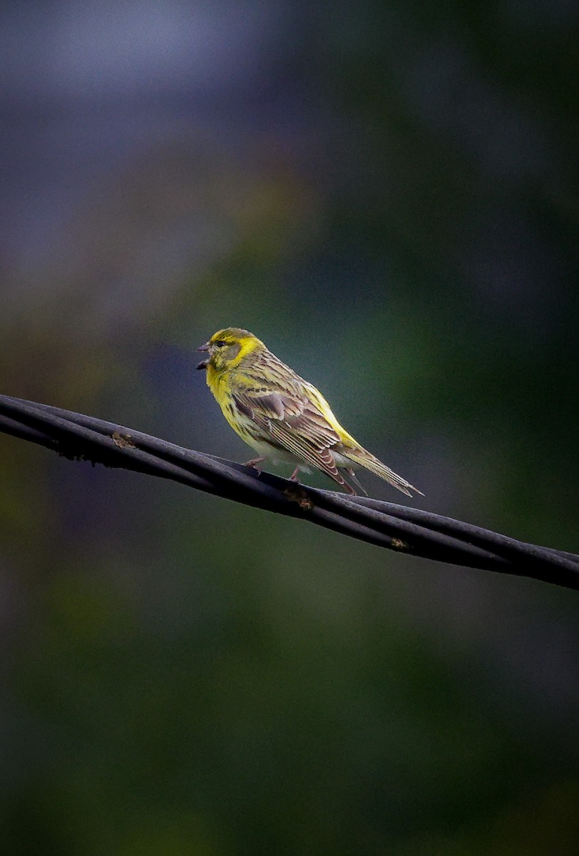 European Serin - ML587175641