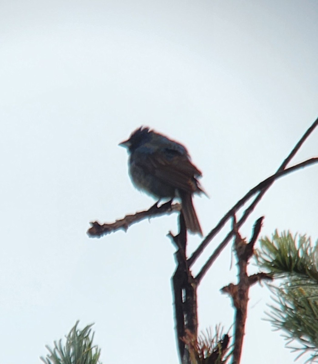 Indigo Bunting - ML587175671