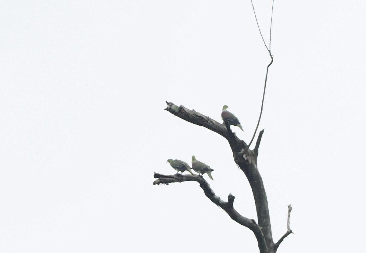 White-bellied Green-Pigeon - ML587176261