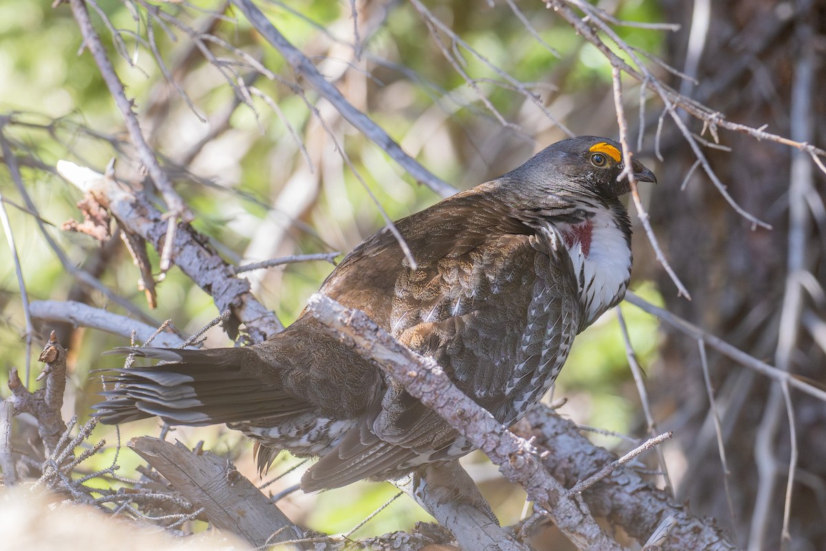 Dusky Grouse - ML587176971