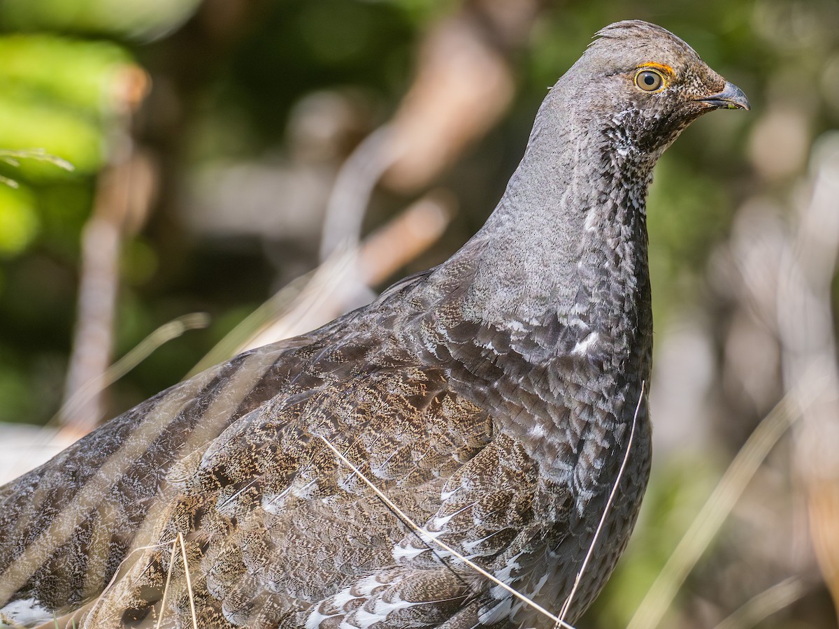 Dusky Grouse - ML587176991