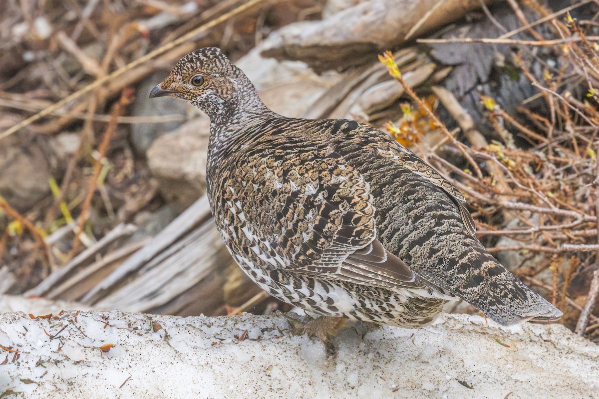 Dusky Grouse - ML587177001