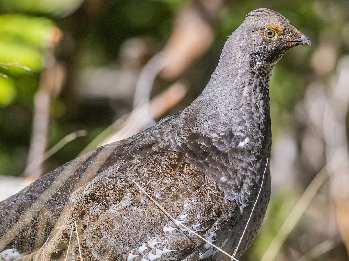 Dusky Grouse - ML587177011