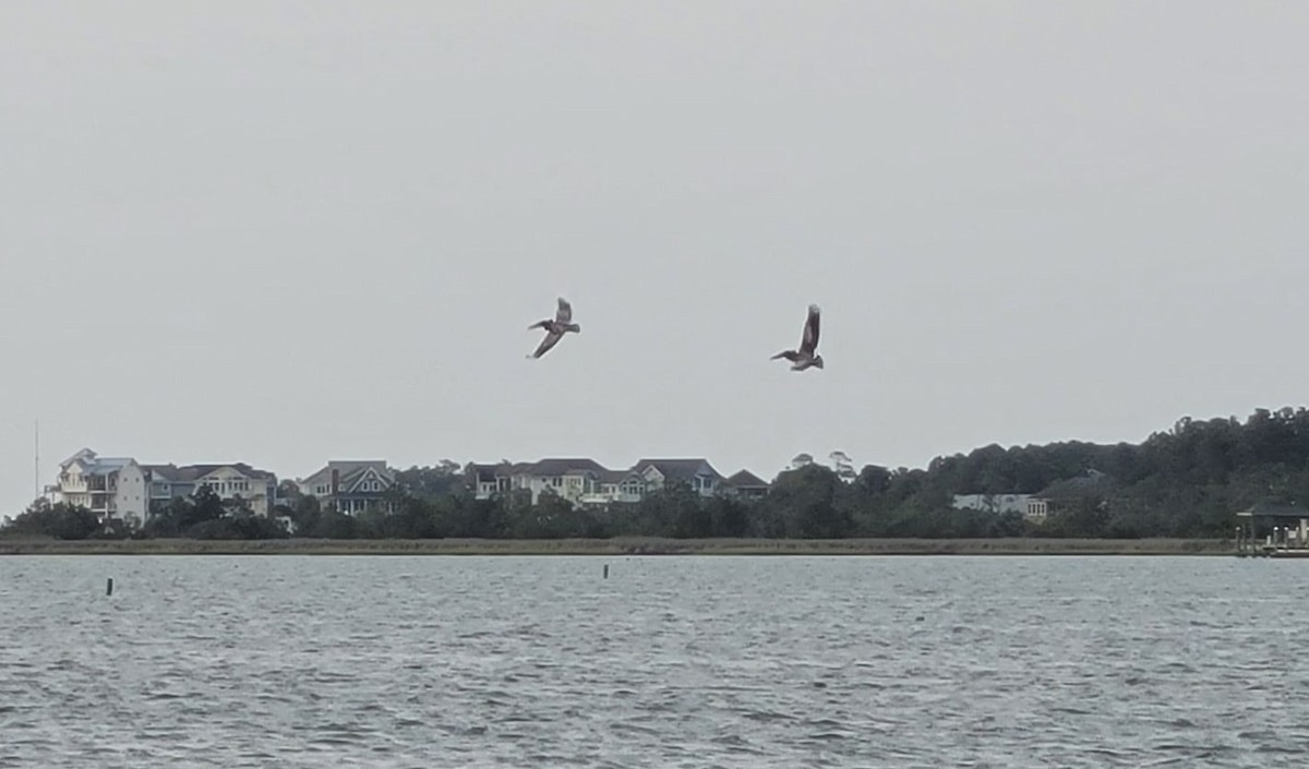 Brown Pelican - ML587177271