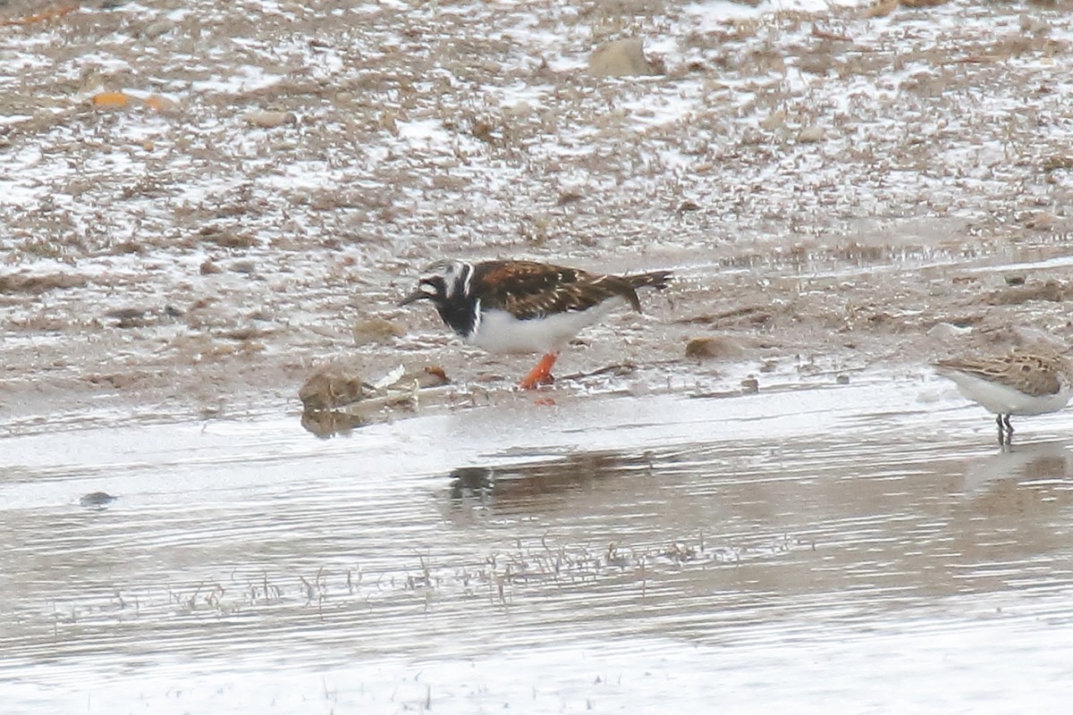 Ruddy Turnstone - ML587177761