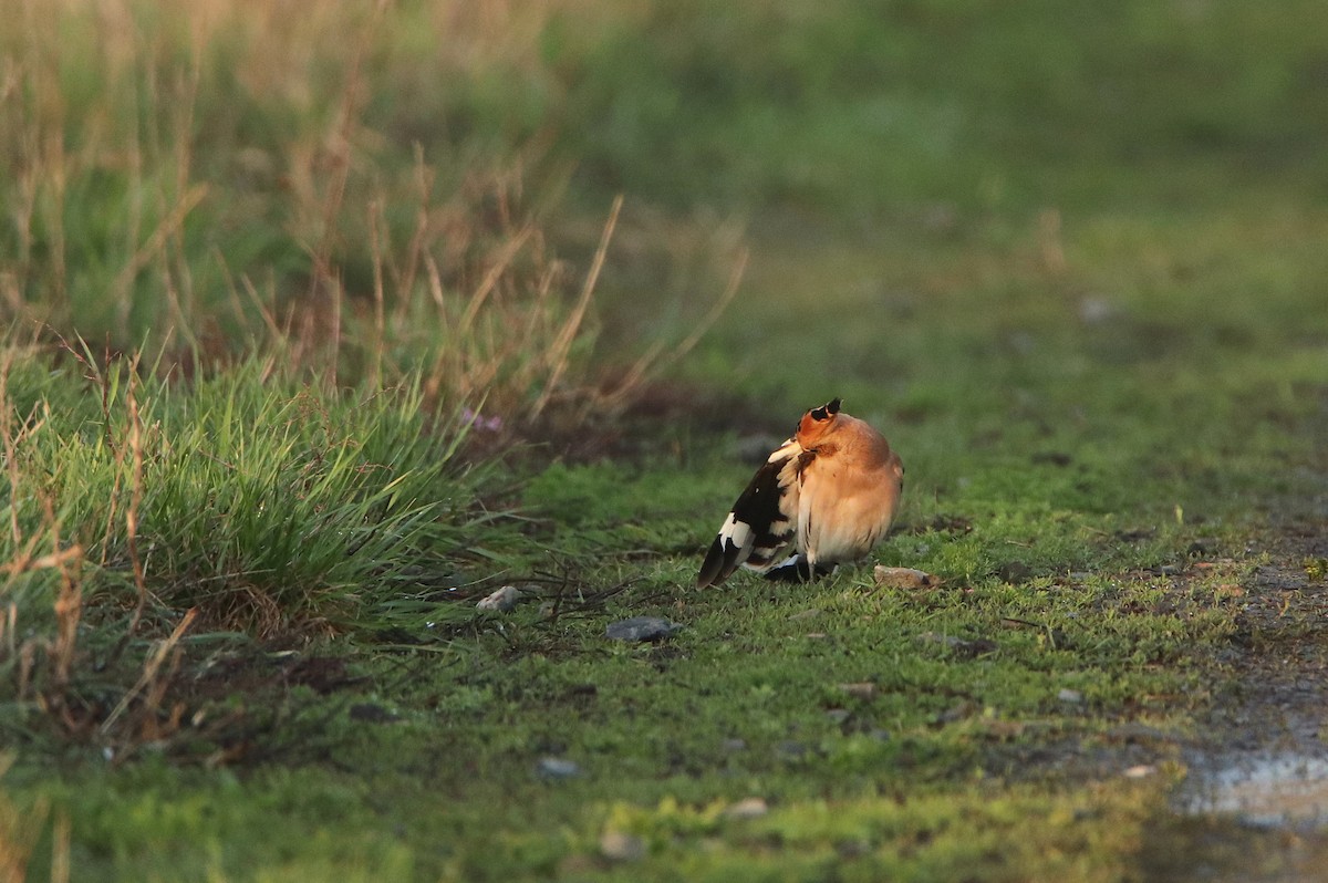 Eurasian Hoopoe - ML587177801