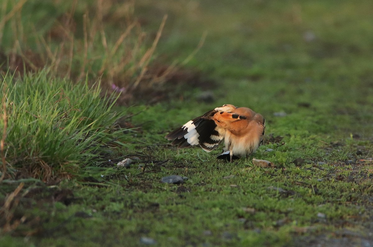 Eurasian Hoopoe - ML587177811