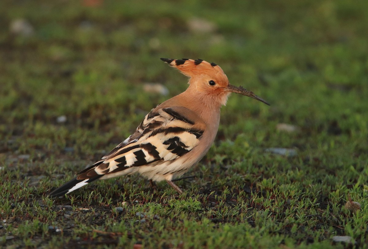 Eurasian Hoopoe - ML587177821