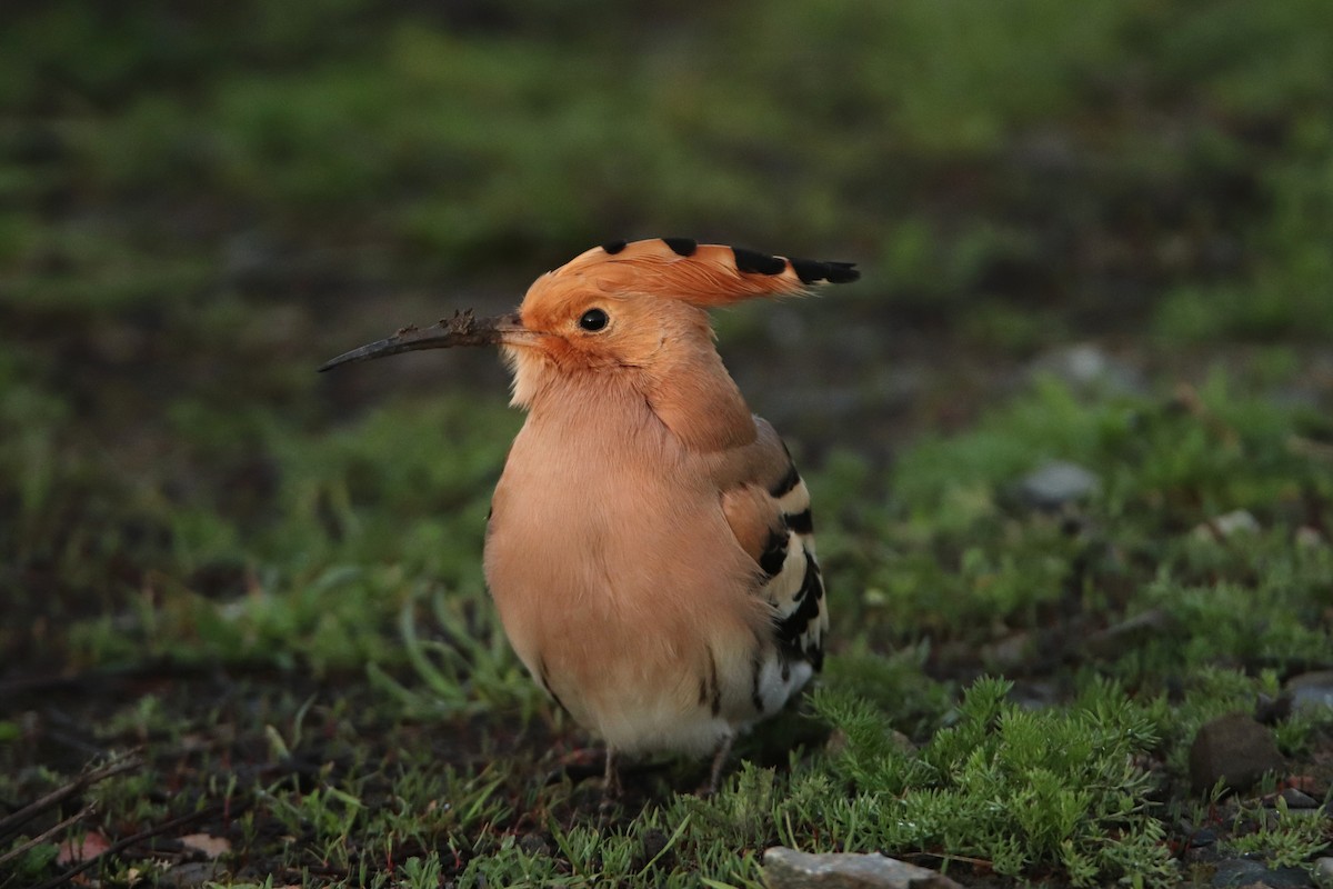 Eurasian Hoopoe - ML587177831