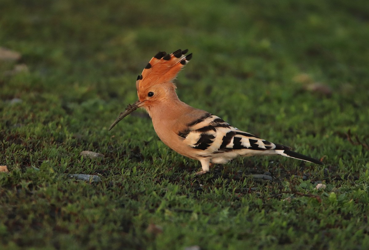 Eurasian Hoopoe - ML587177841