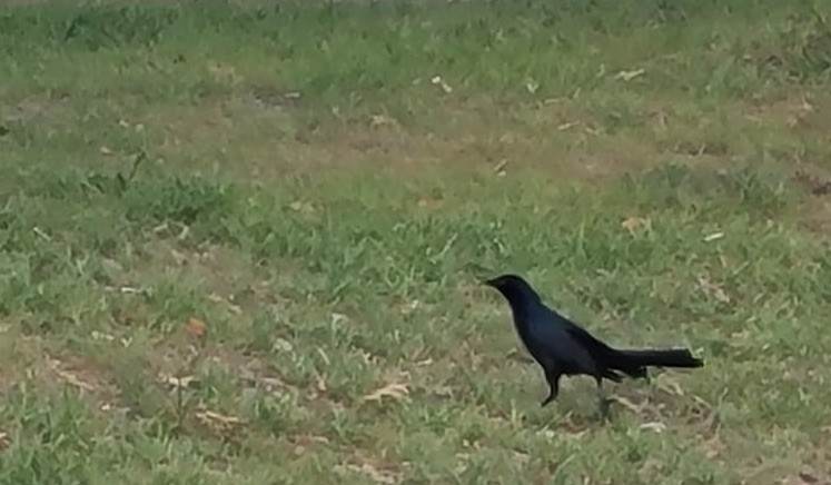 Boat-tailed Grackle - ML587178081
