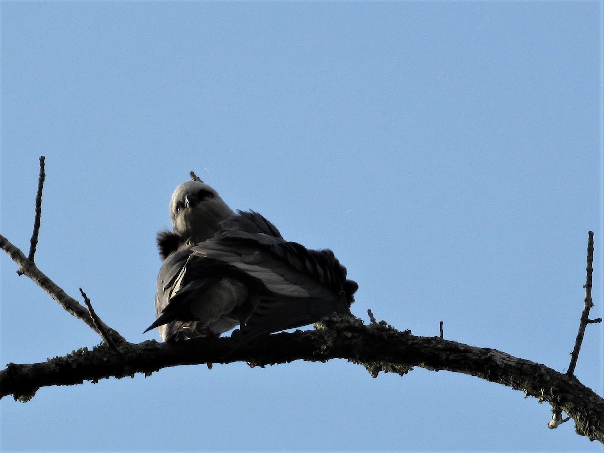 Mississippi Kite - Judy Behrens