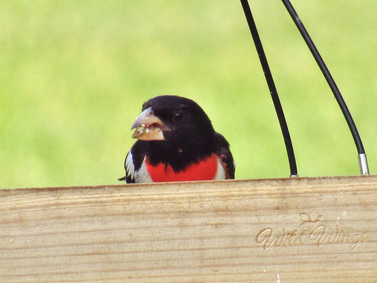 Cardinal à poitrine rose - ML587179011