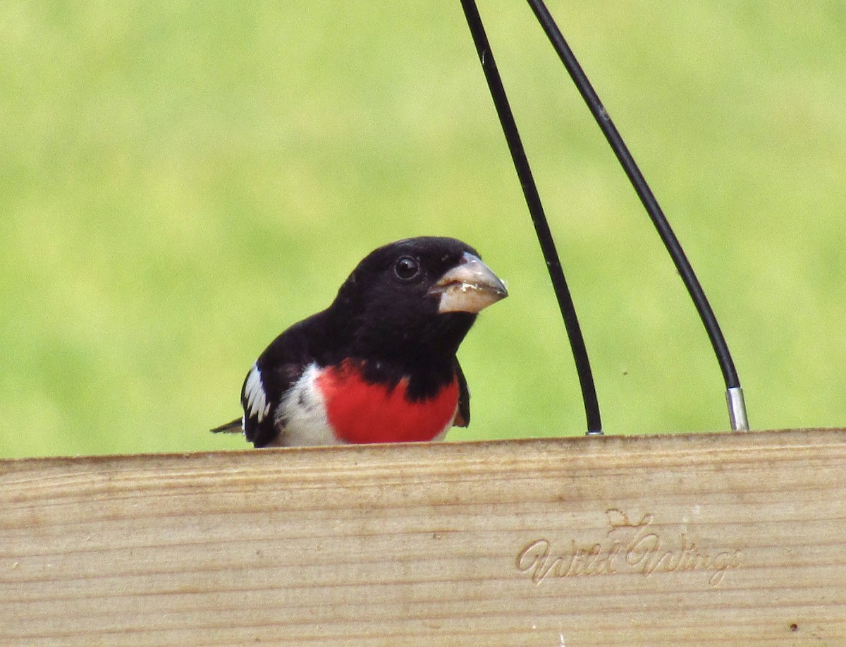 Rose-breasted Grosbeak - ML587179021