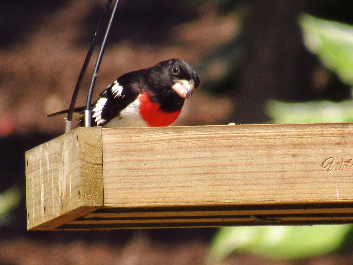 Rose-breasted Grosbeak - ML587179041