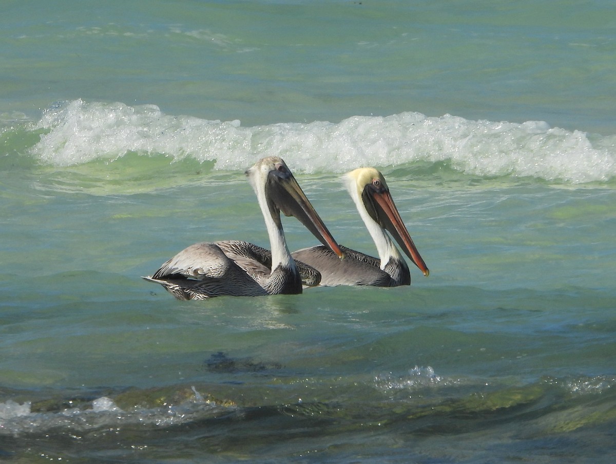 Brown Pelican - ML587179961