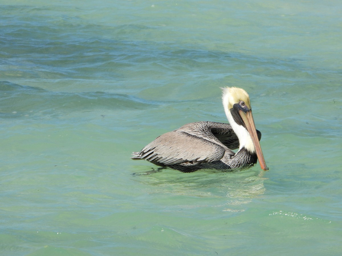 Brown Pelican - ML587179991