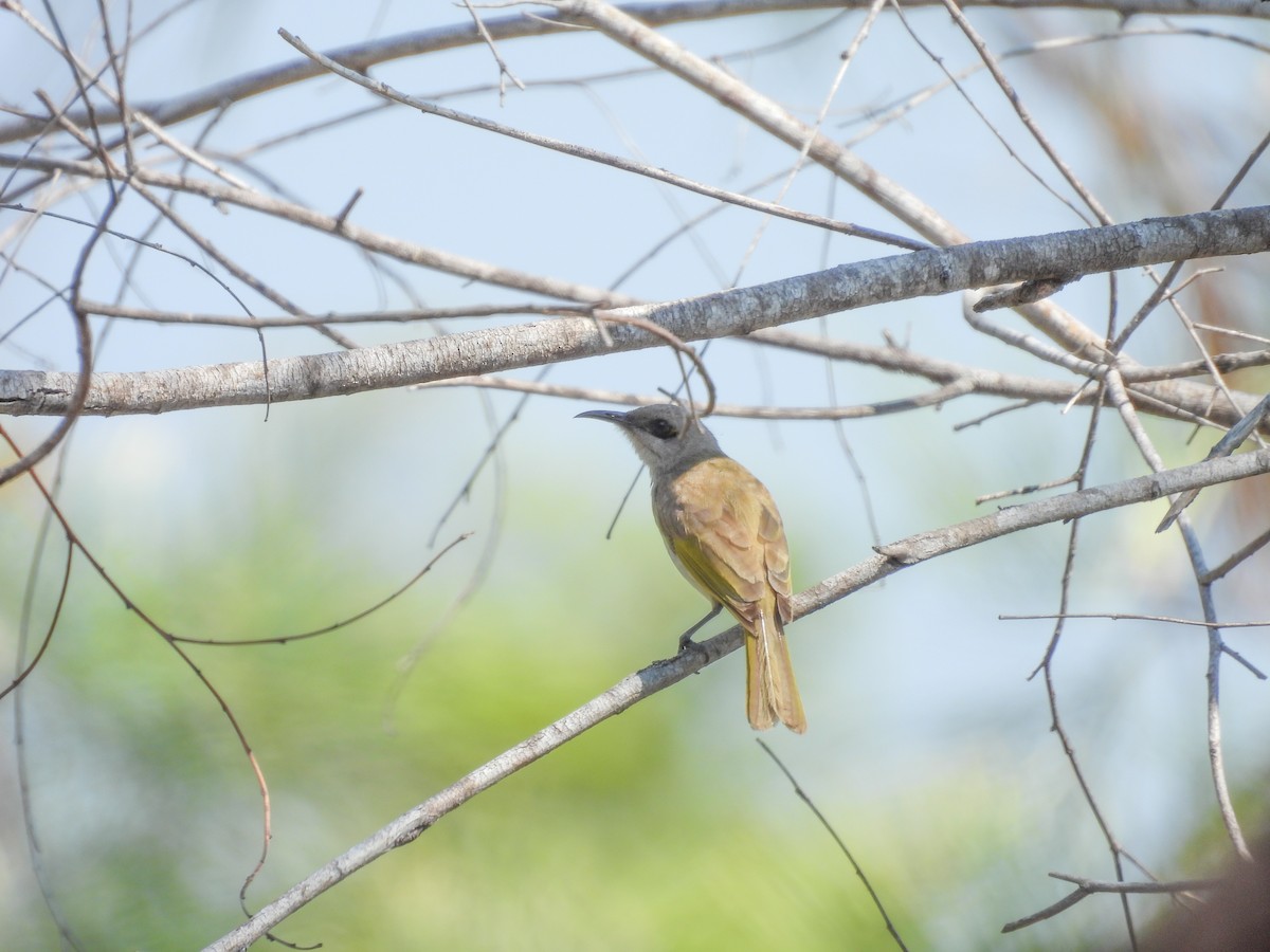 Brown Honeyeater - ML587180071