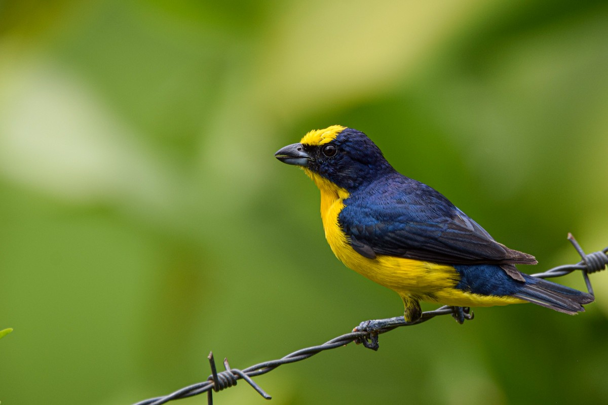 Thick-billed Euphonia - Silas Powell